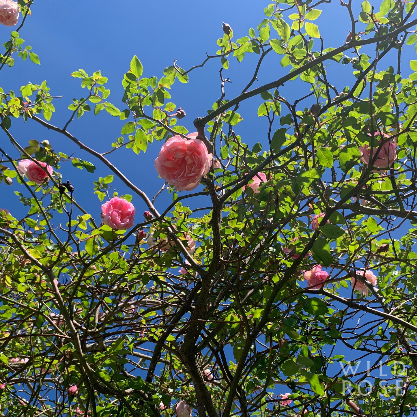 Duchesse de Brabant