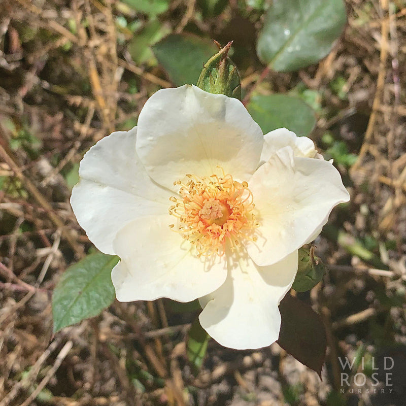 White flower with a yellow center on a natural background