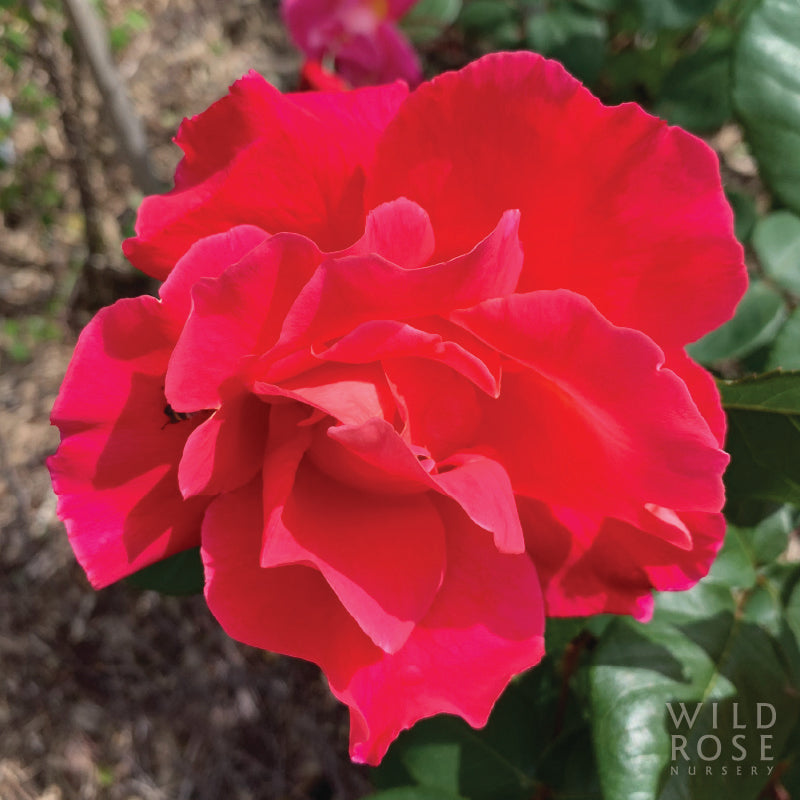 Close-up of a bright pink rose with blurred greenery in the background