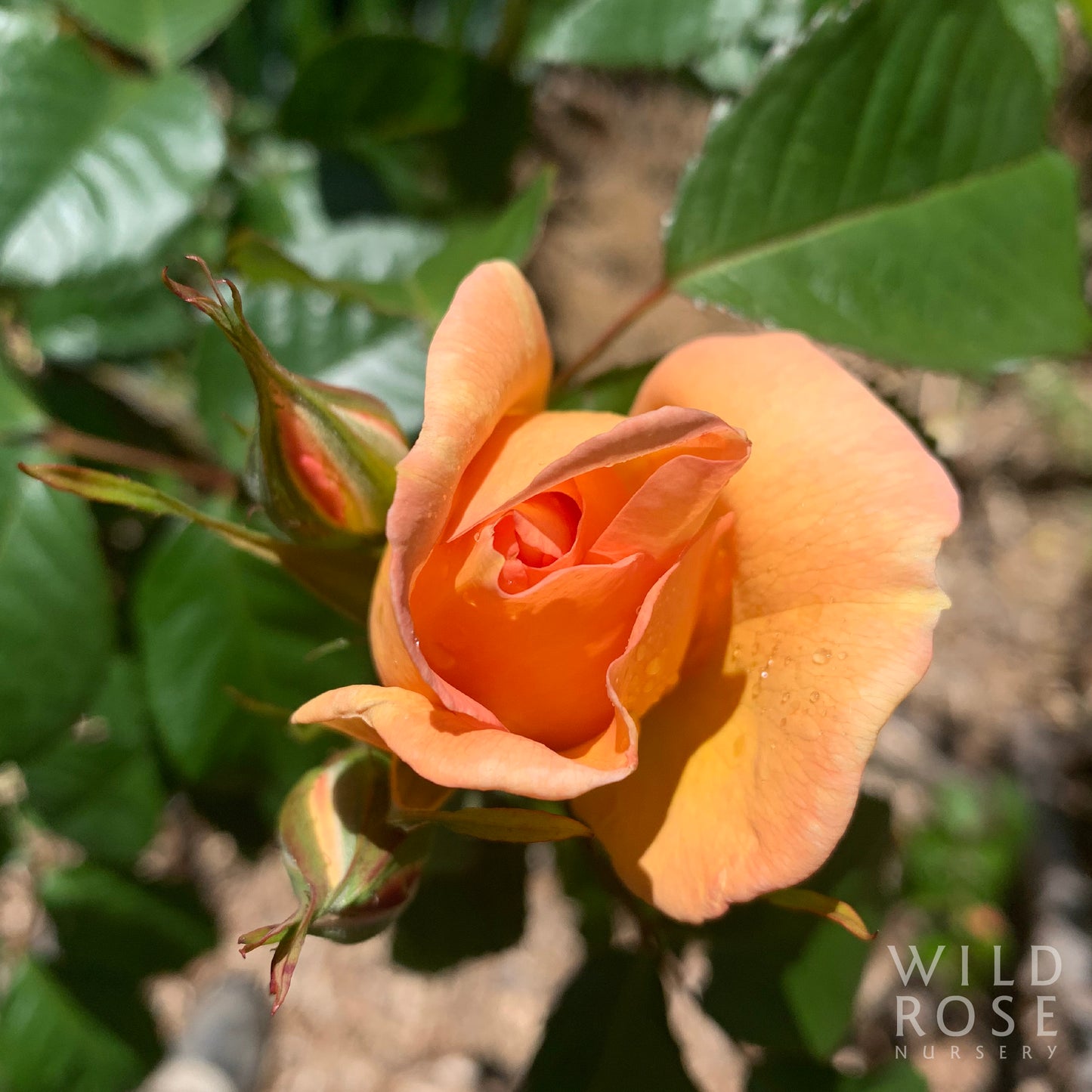 R. pimpinellifolia ‘Maigold’