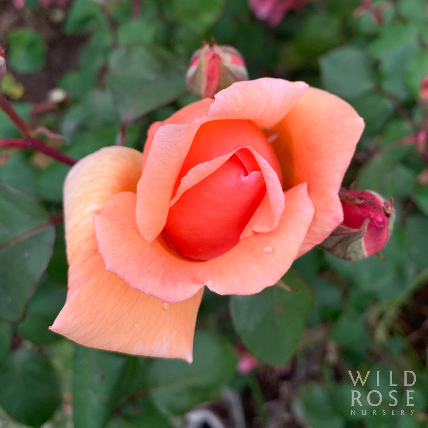 Mrs Arthur Robert Waddell