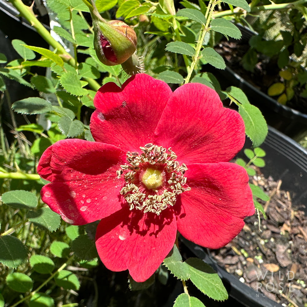 R. moyesii ’Geranium’