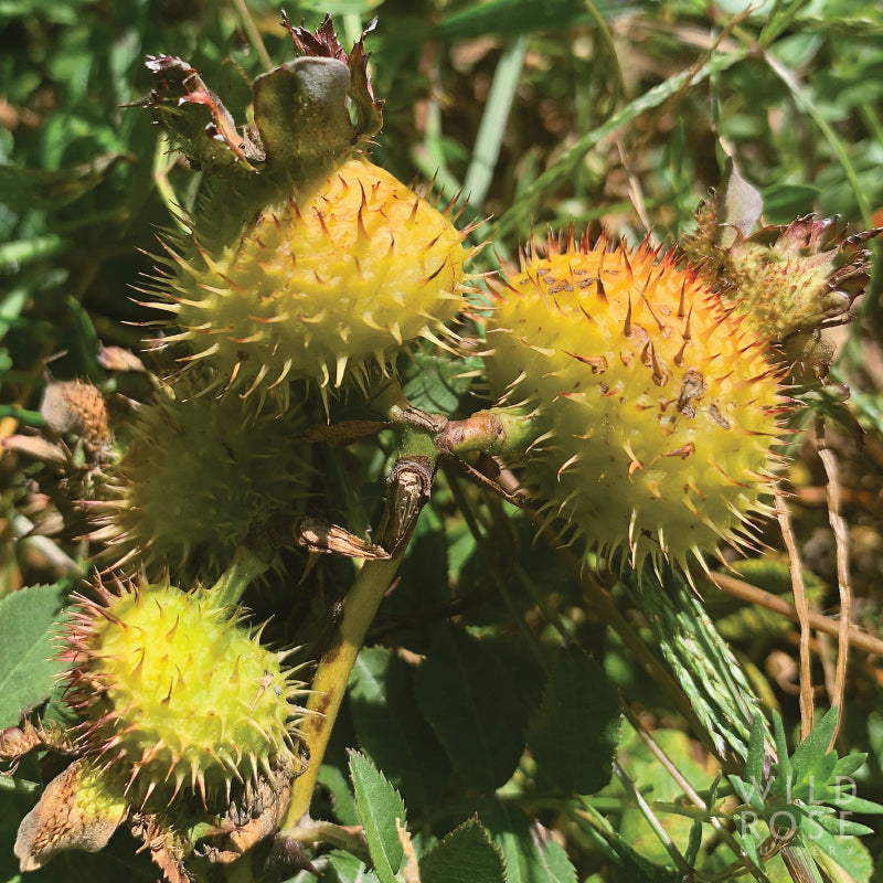 R. roxburghii normalis