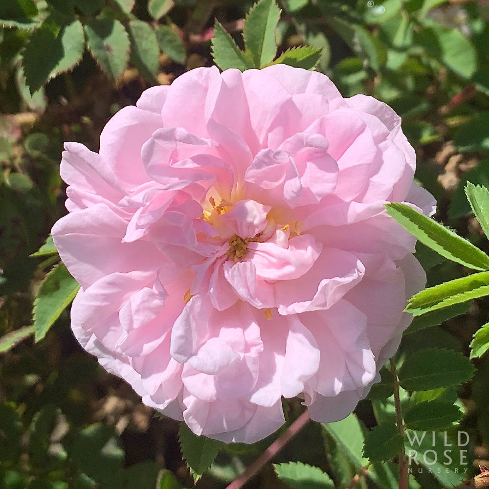 R. spinosissima ‘Stanwell Perpetual’