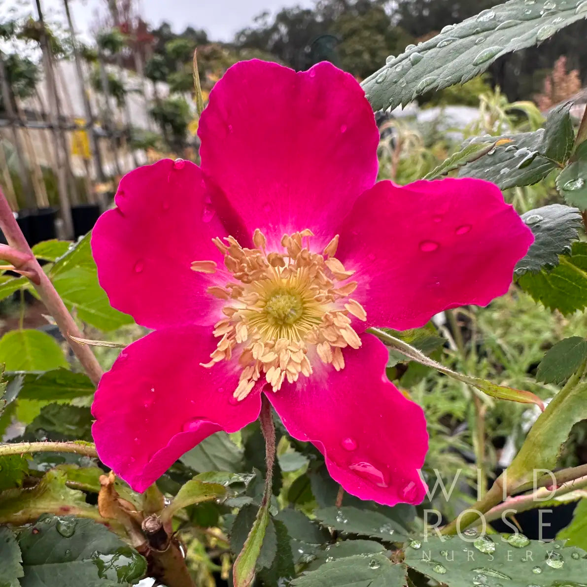 R. cinnamomea