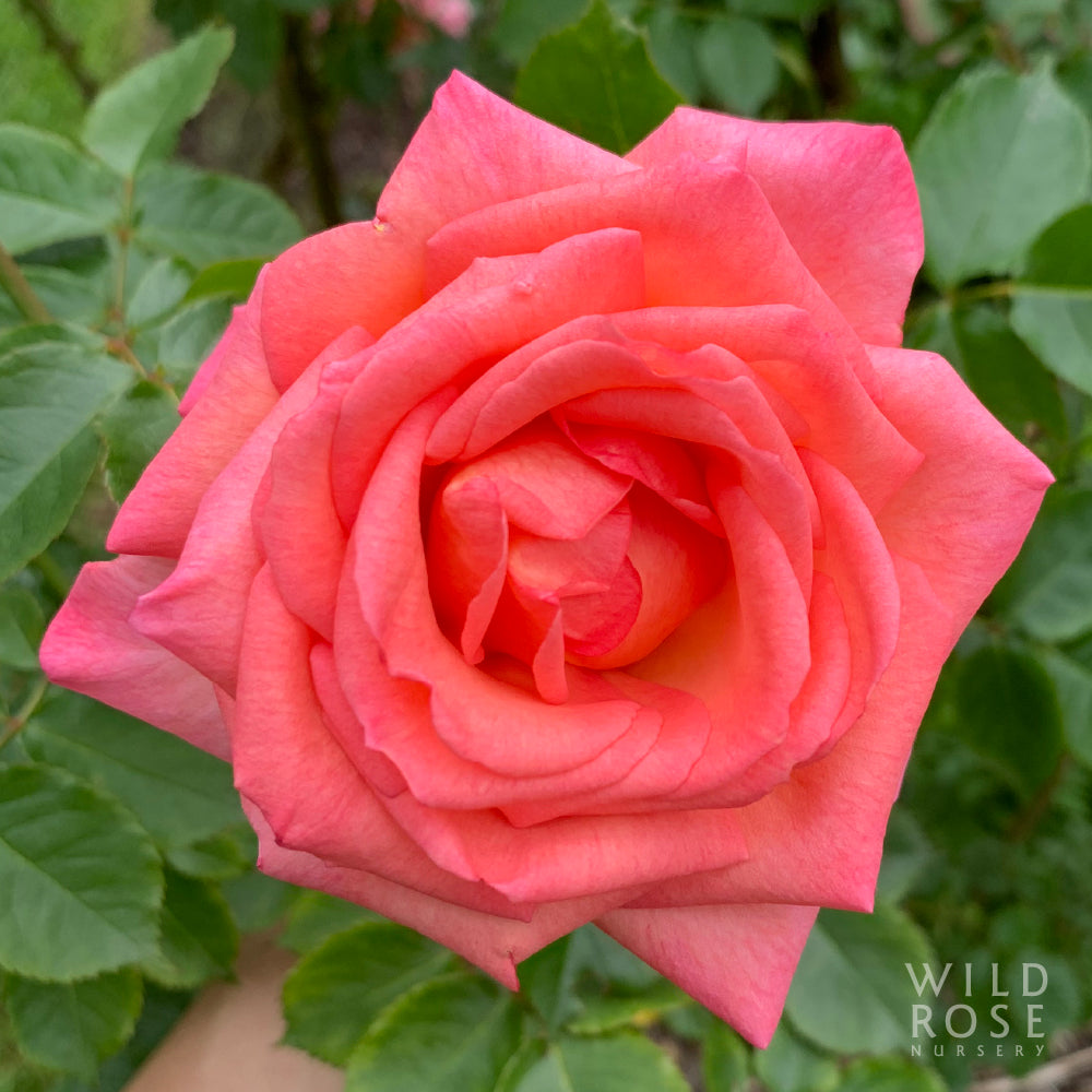 Close-up of a pink rose with green leaves in the background, featuring the Wild Rose Nursery logo.