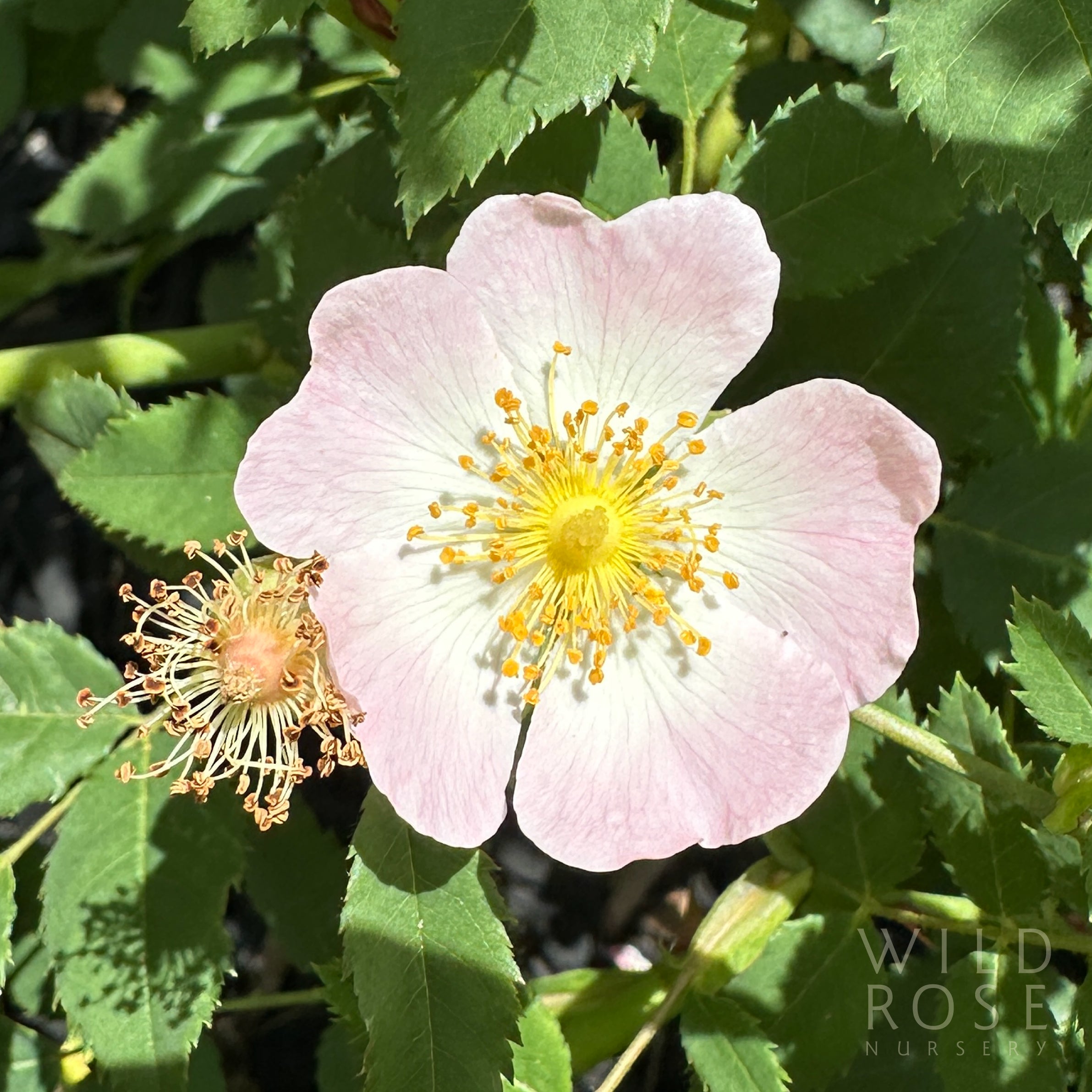 R. canina – Wild Rose Nursery