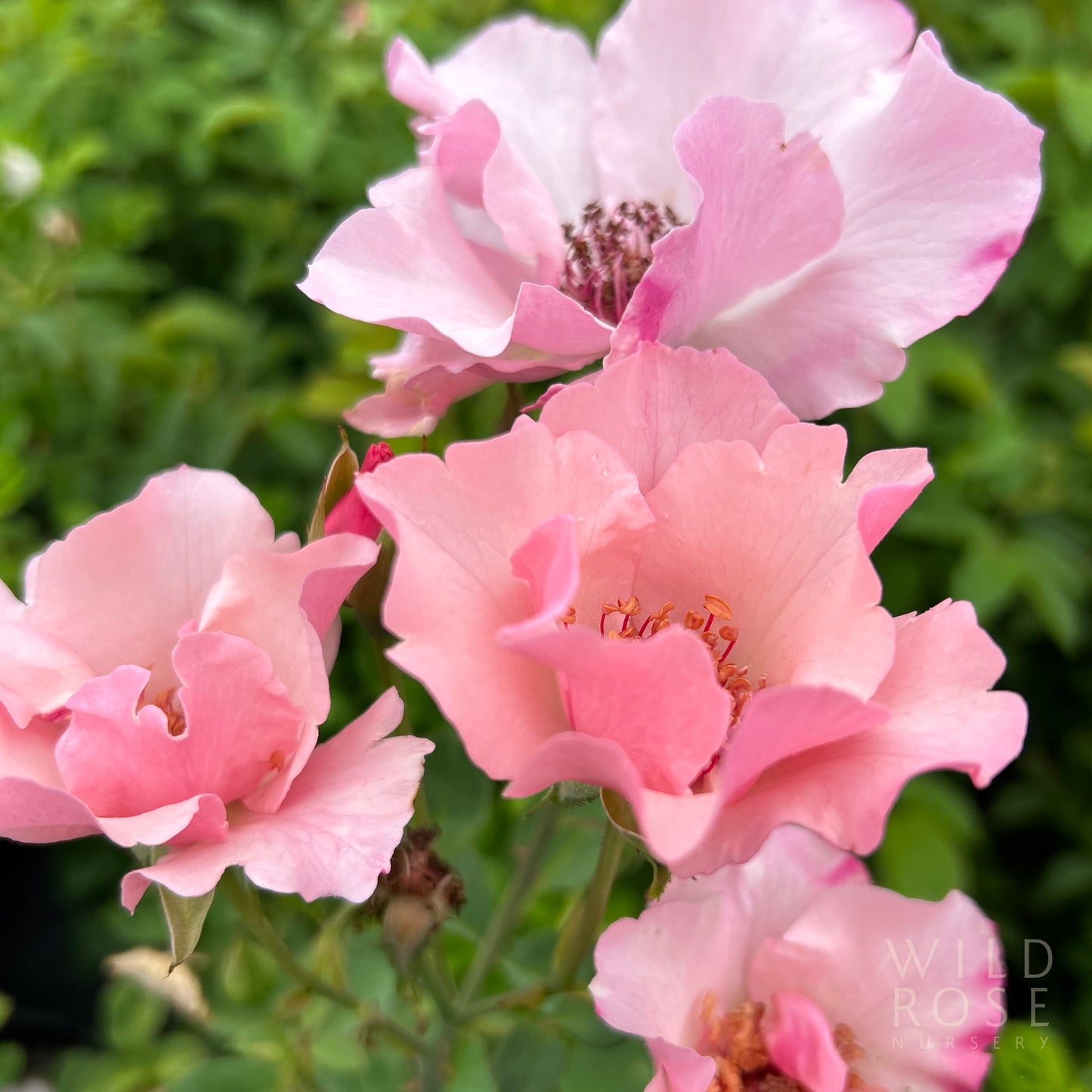 Dainty Bess