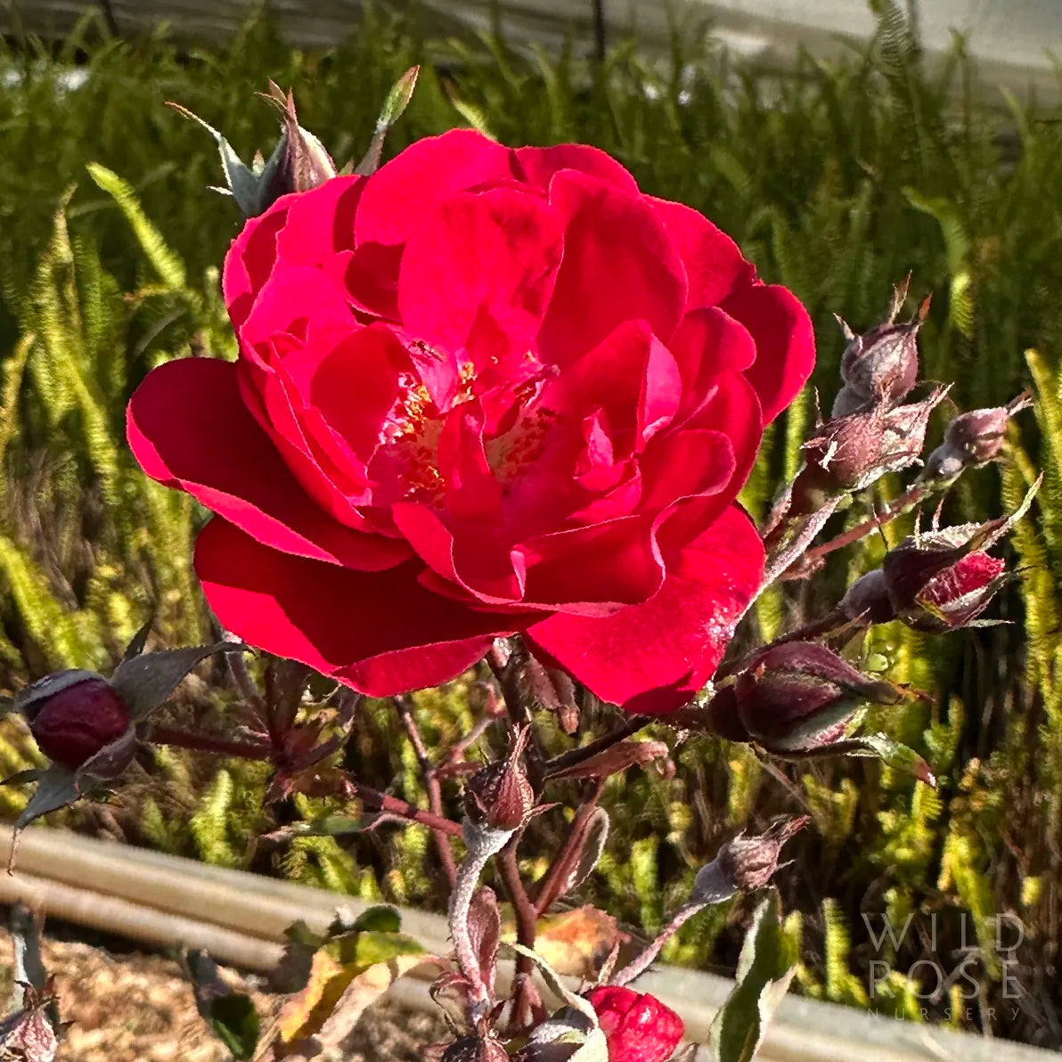 Red rose with green foliage in the background