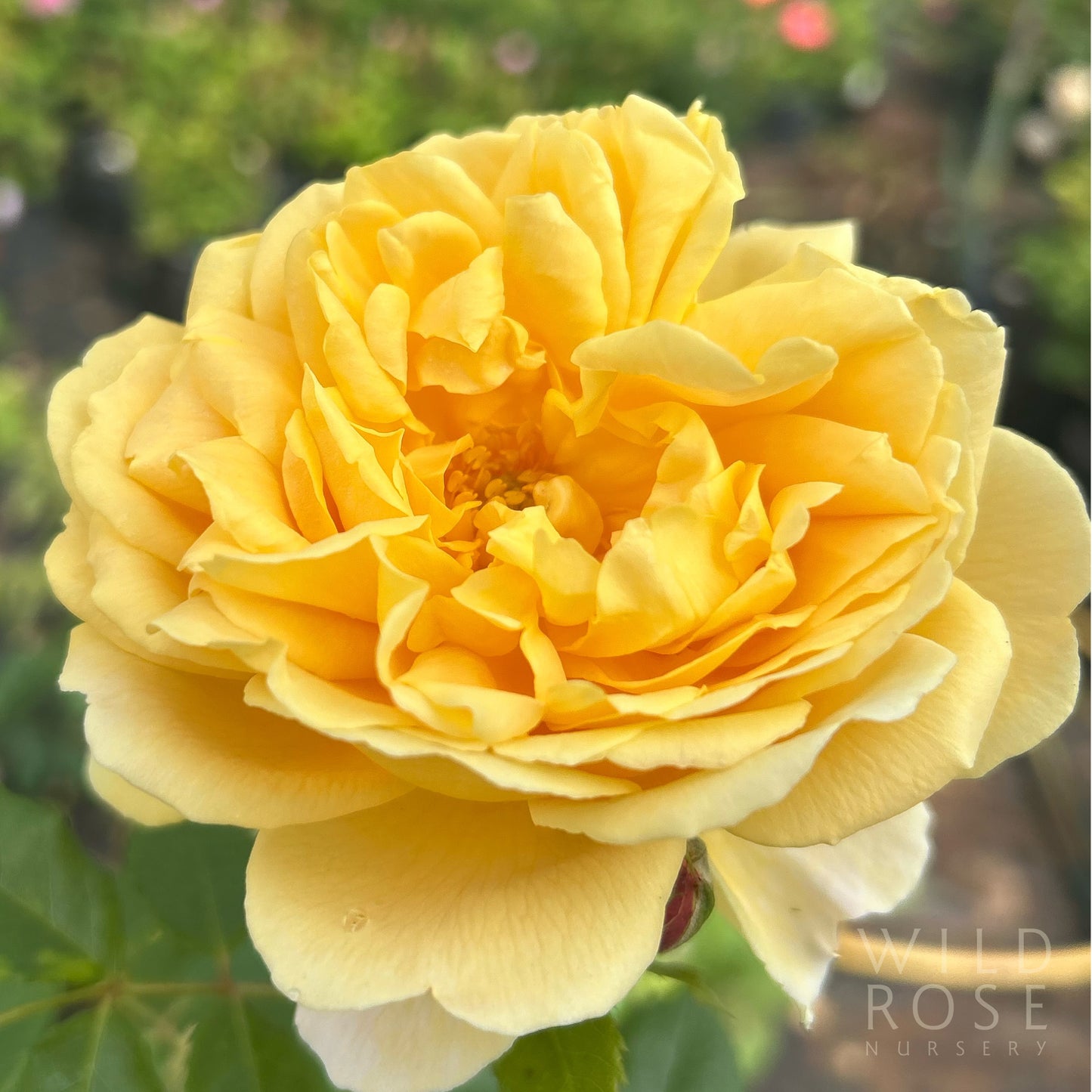 Golden Celebration David Austin rose vibrant yellow close up