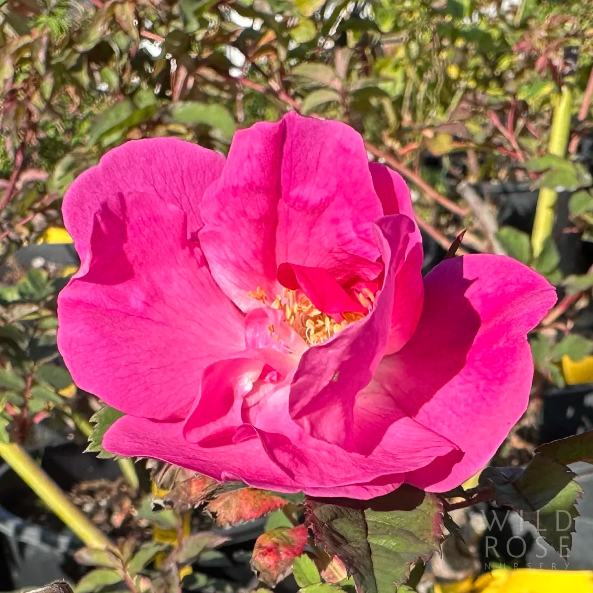 Close-up of a vibrant pink rose with a blurred garden background