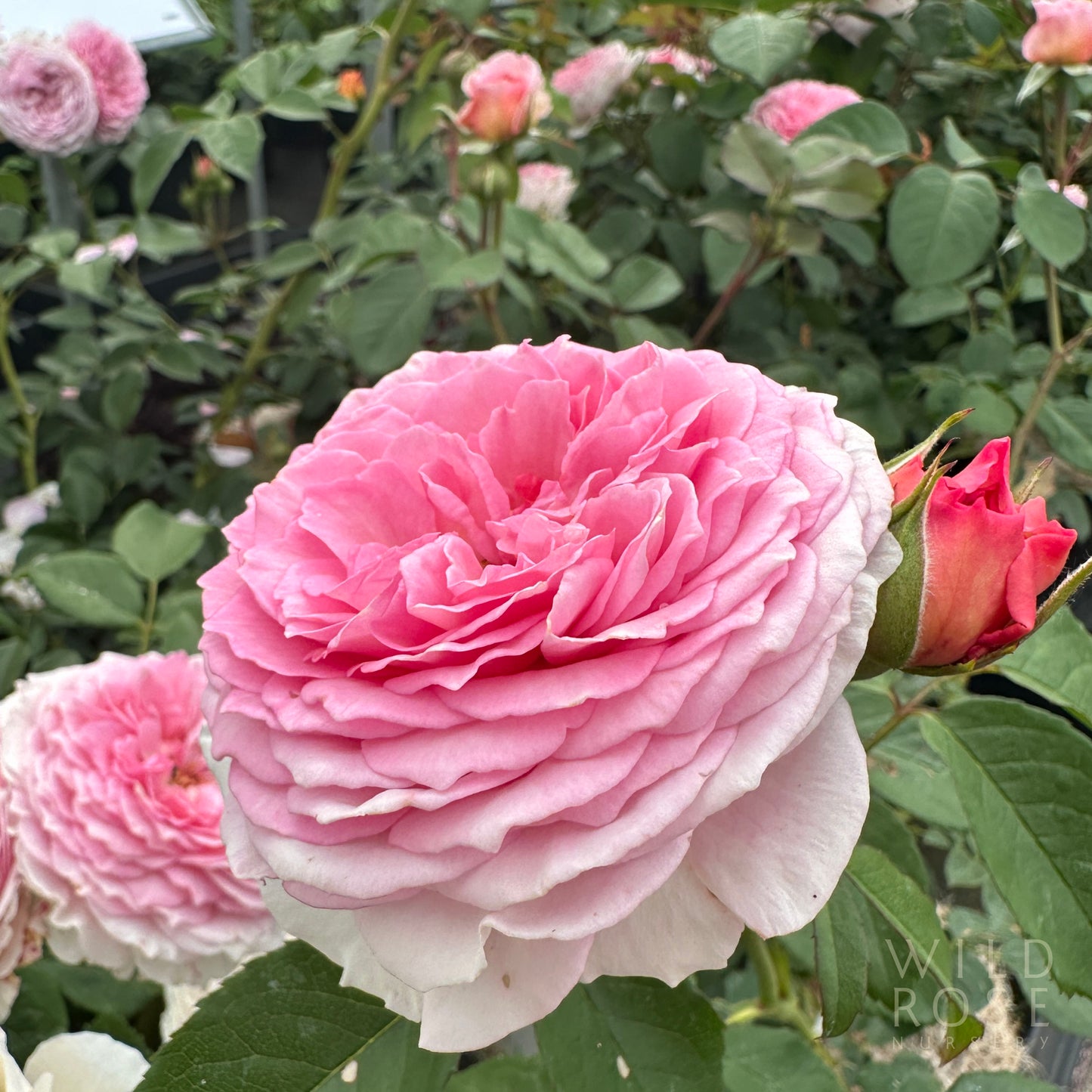 James Galway David Austin rose pink full blooms on bush
