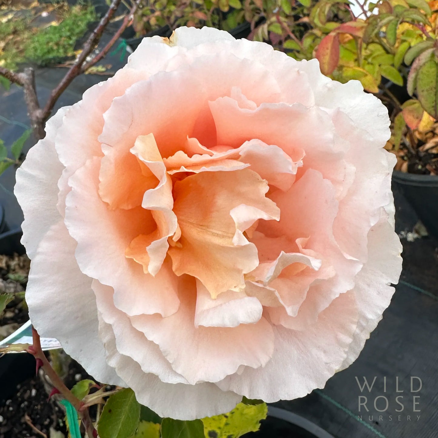Just Joey large vibrant pink bloom