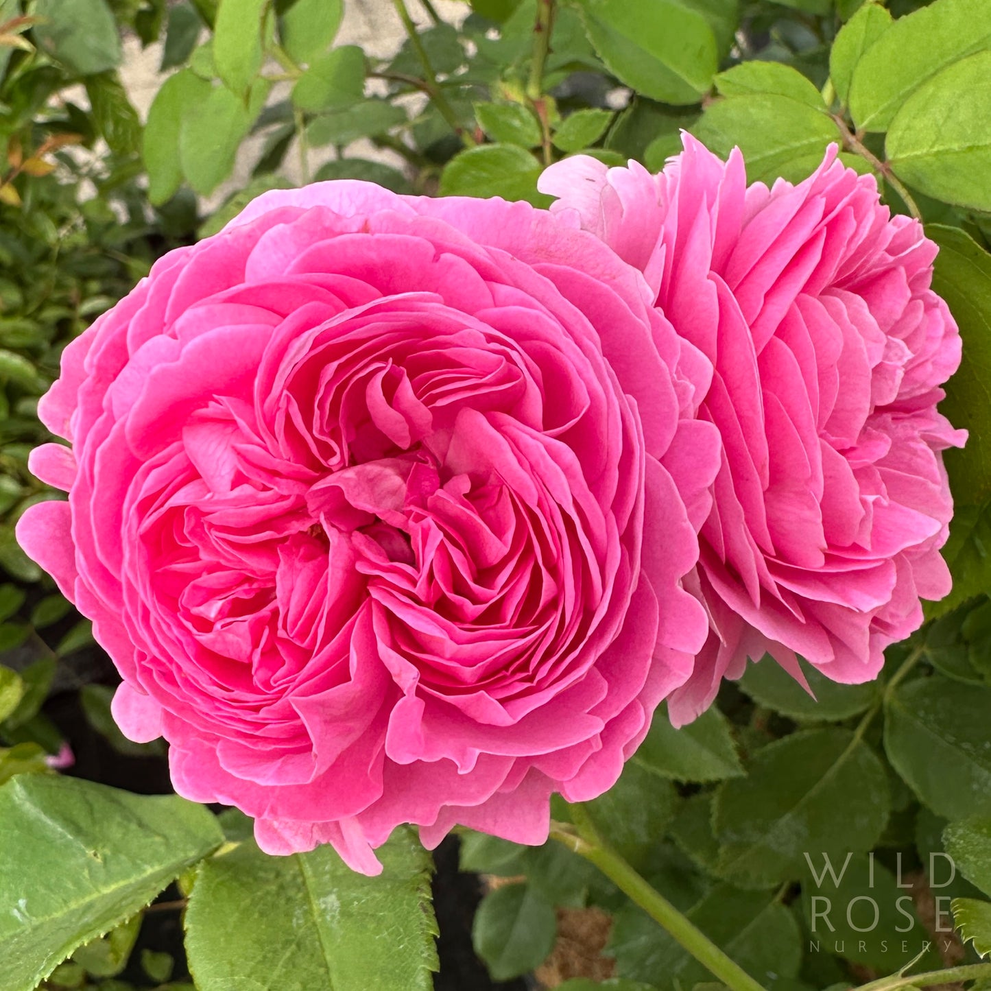 Louise Odier French Heritage Old World Bourbon pink rose blooms