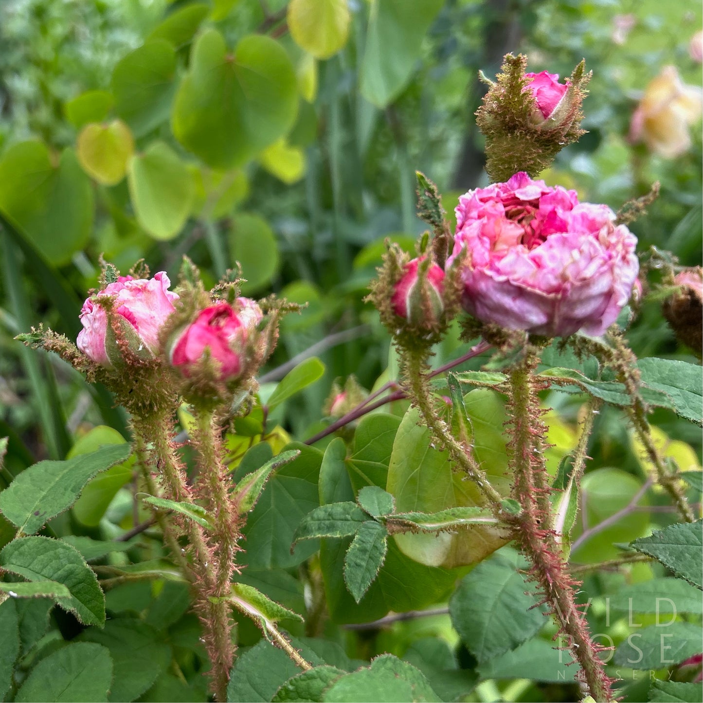 Mousseau Ancien AKA Common Moss