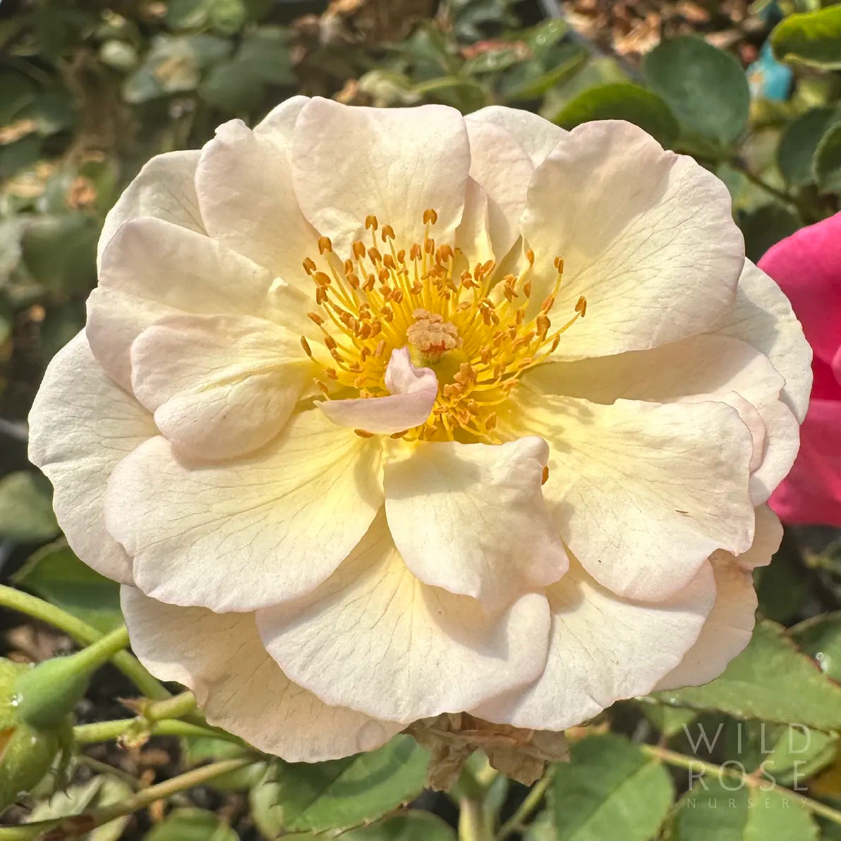 Close-up of a white flower with a yellow center, surrounded by green leaves.