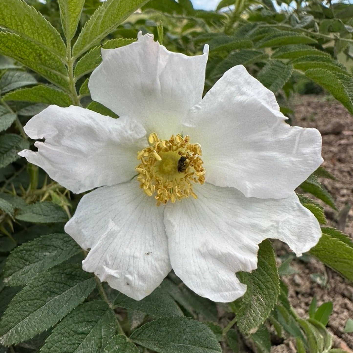 R. rugosa ‘Alba’