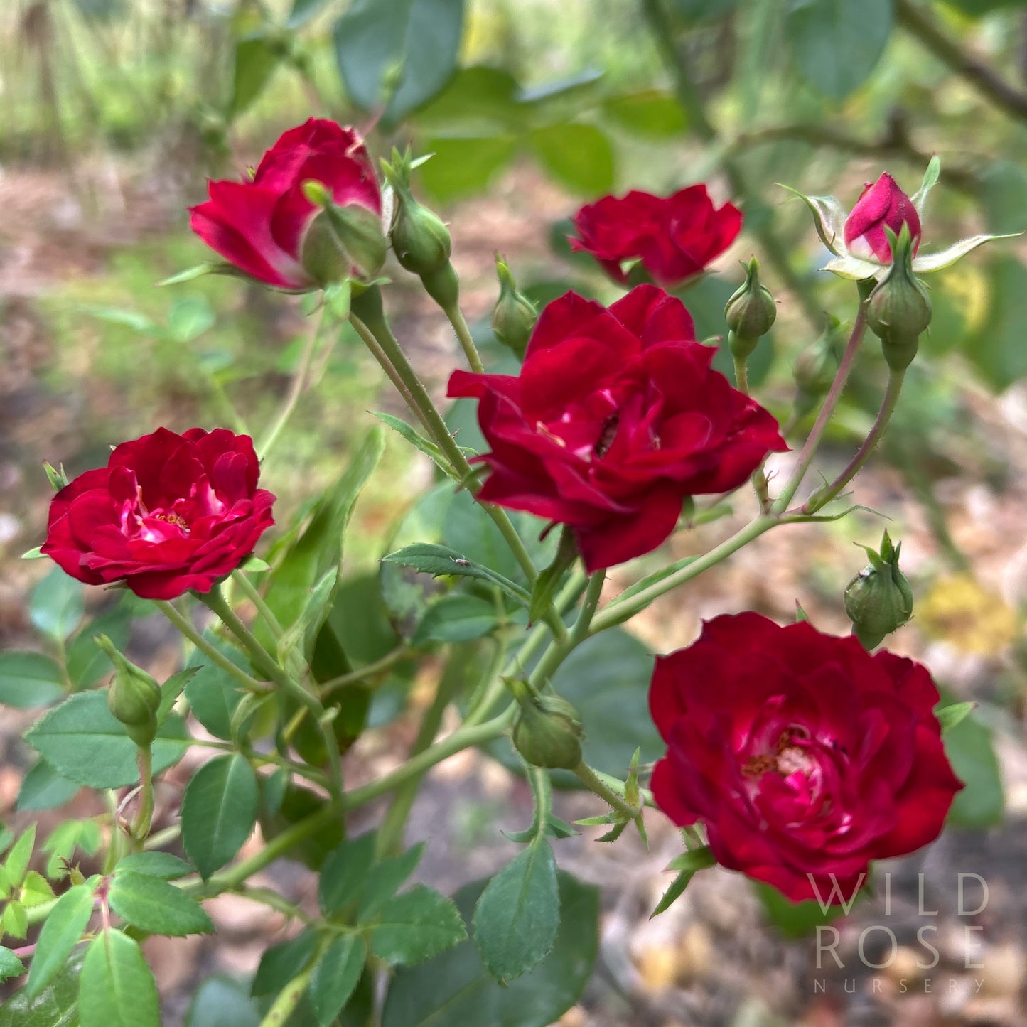 Red Cascade
