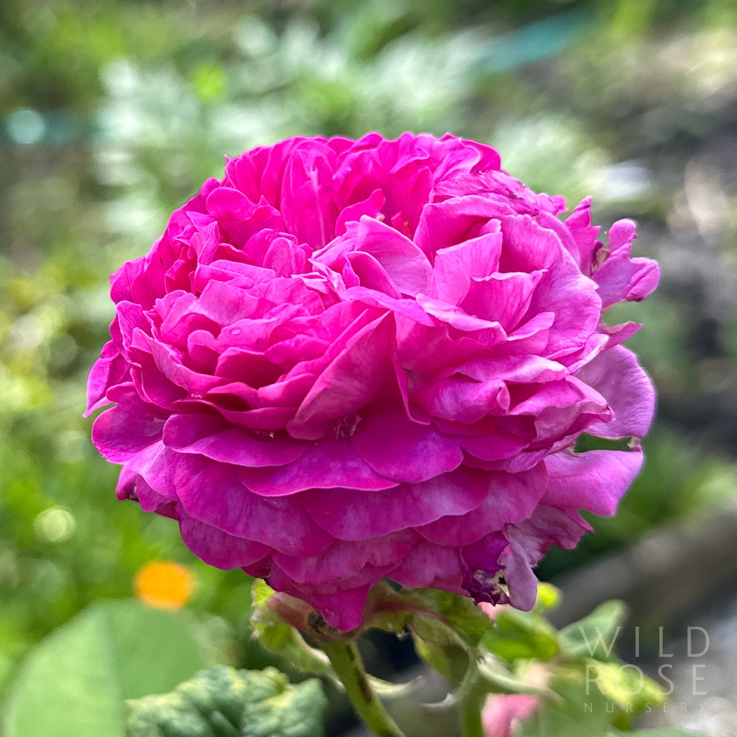 Reine des Violettes