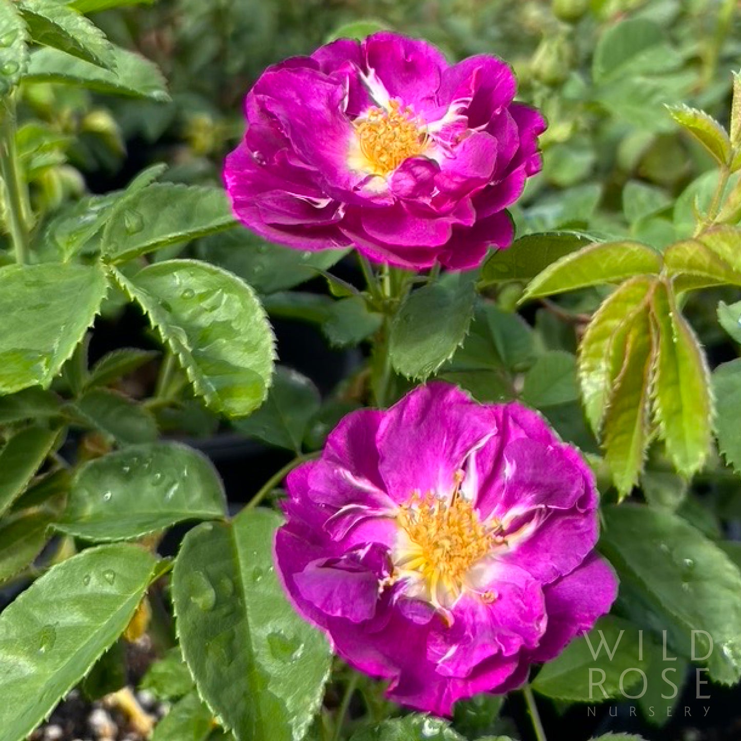 Two purple flowers with green leaves in the background, featuring the Wild Rose Nursery logo.