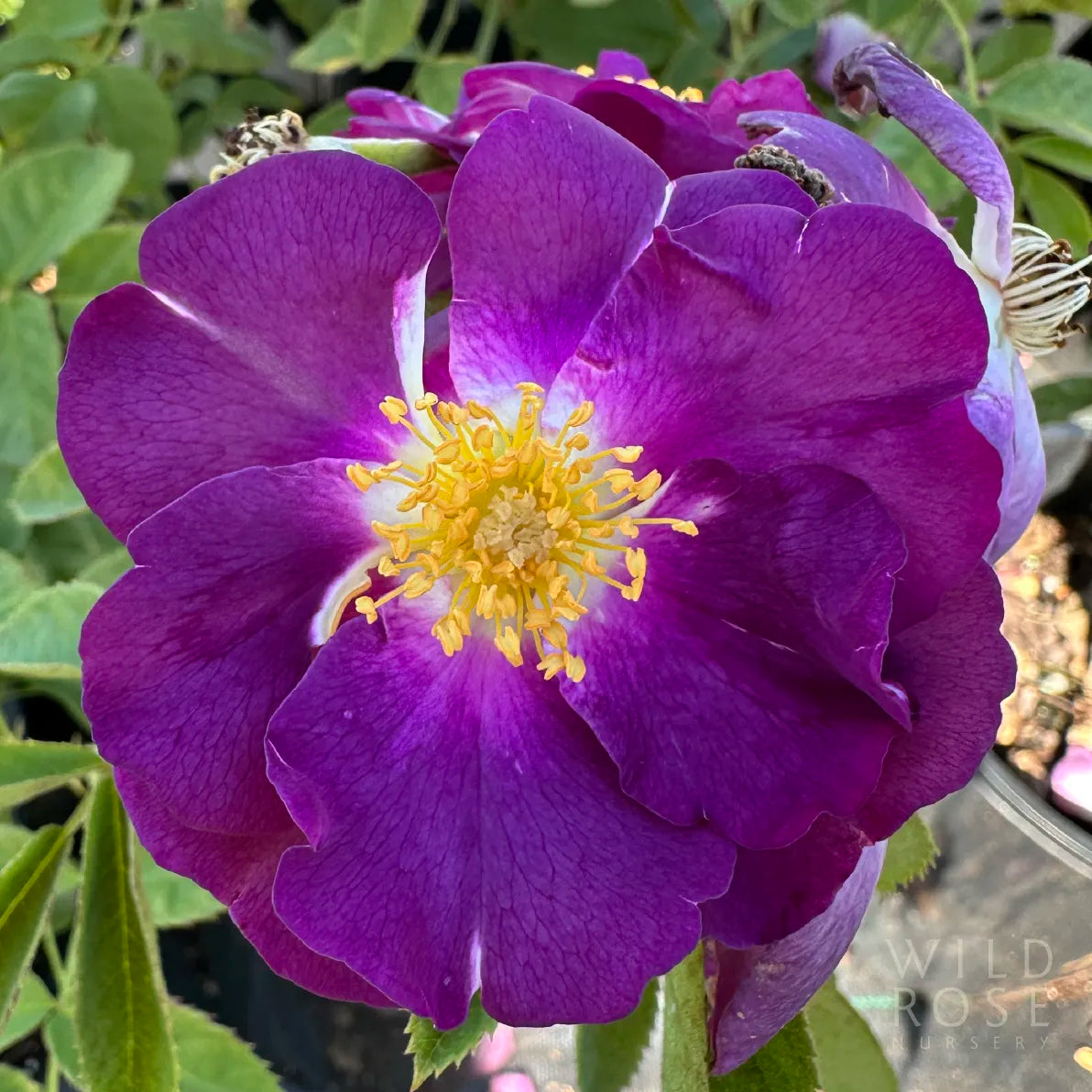 Rhapsody in Blue – Wild Rose Nursery