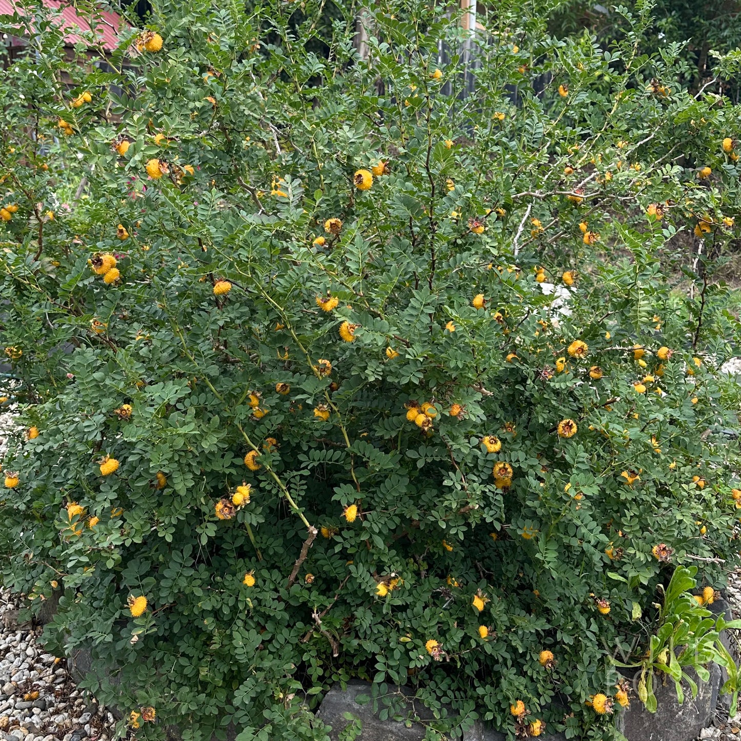 Green bush with yellow fruits in a natural setting