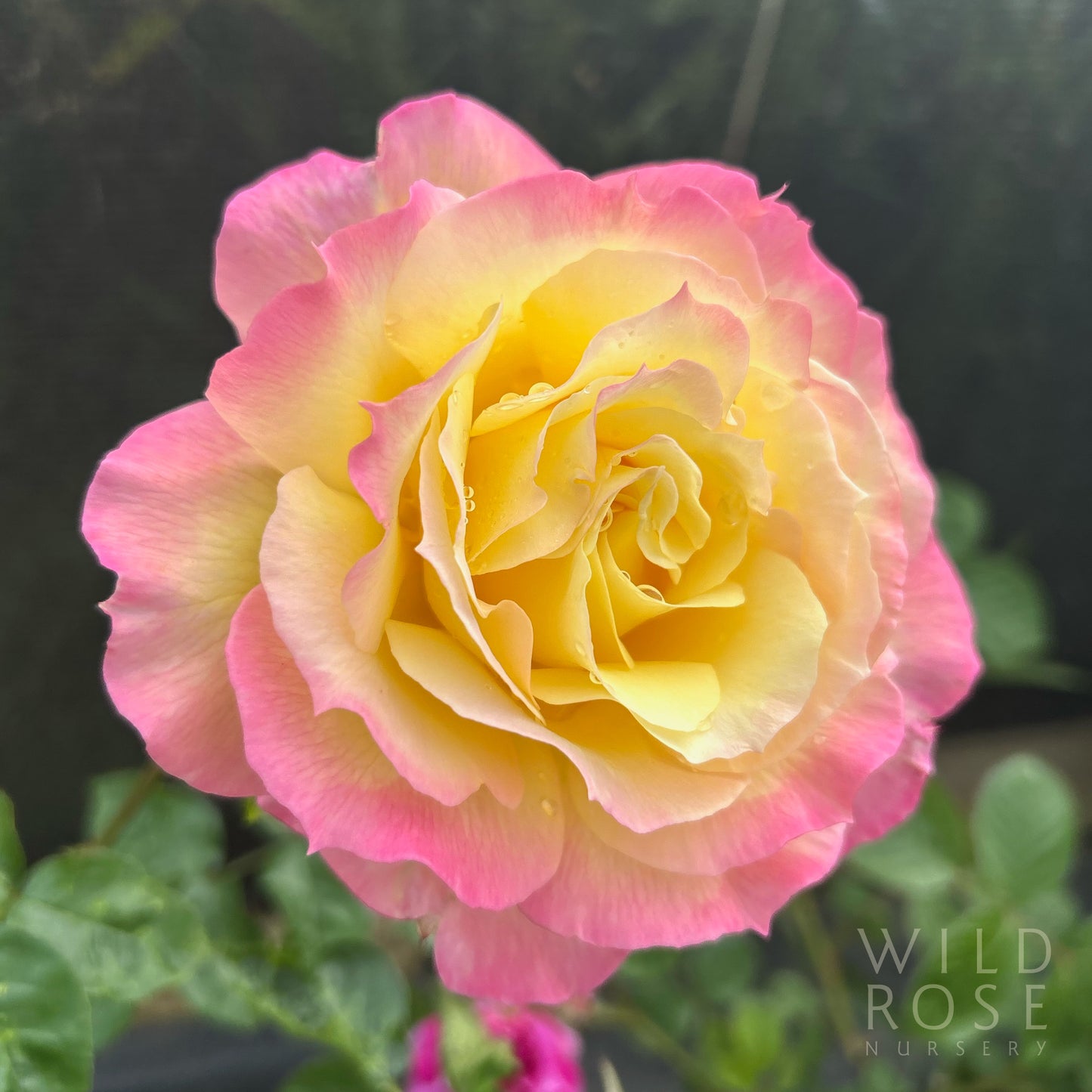 Senator Marise Richard Walsh rose pink and yellow bloom close up