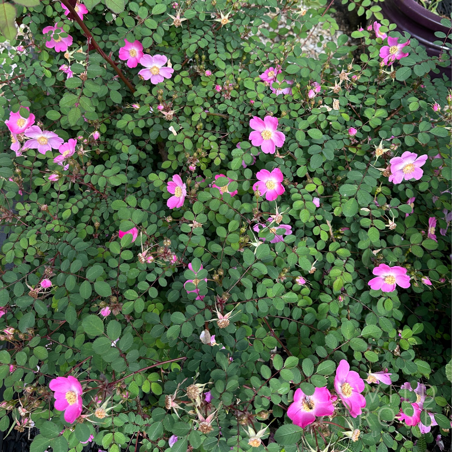 R. sweginzowii 'Macrocarpa'