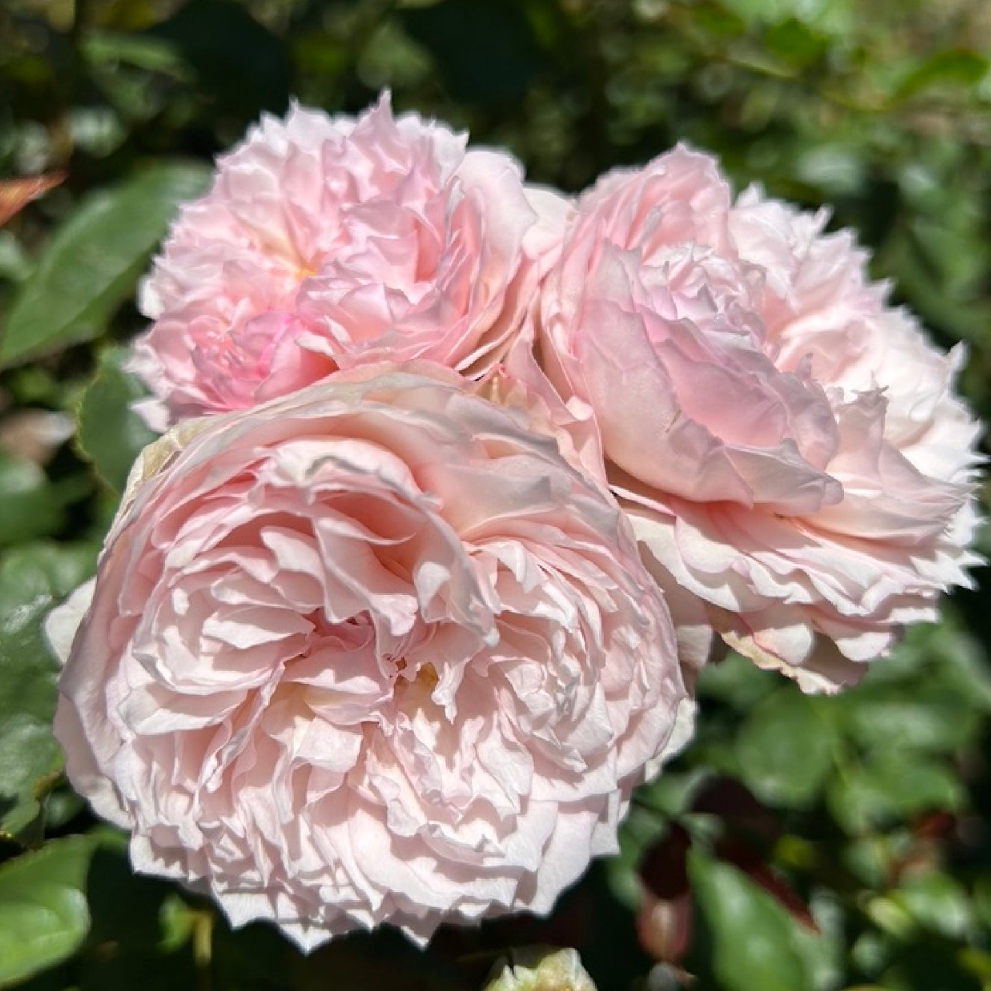 The Mill On The Floss