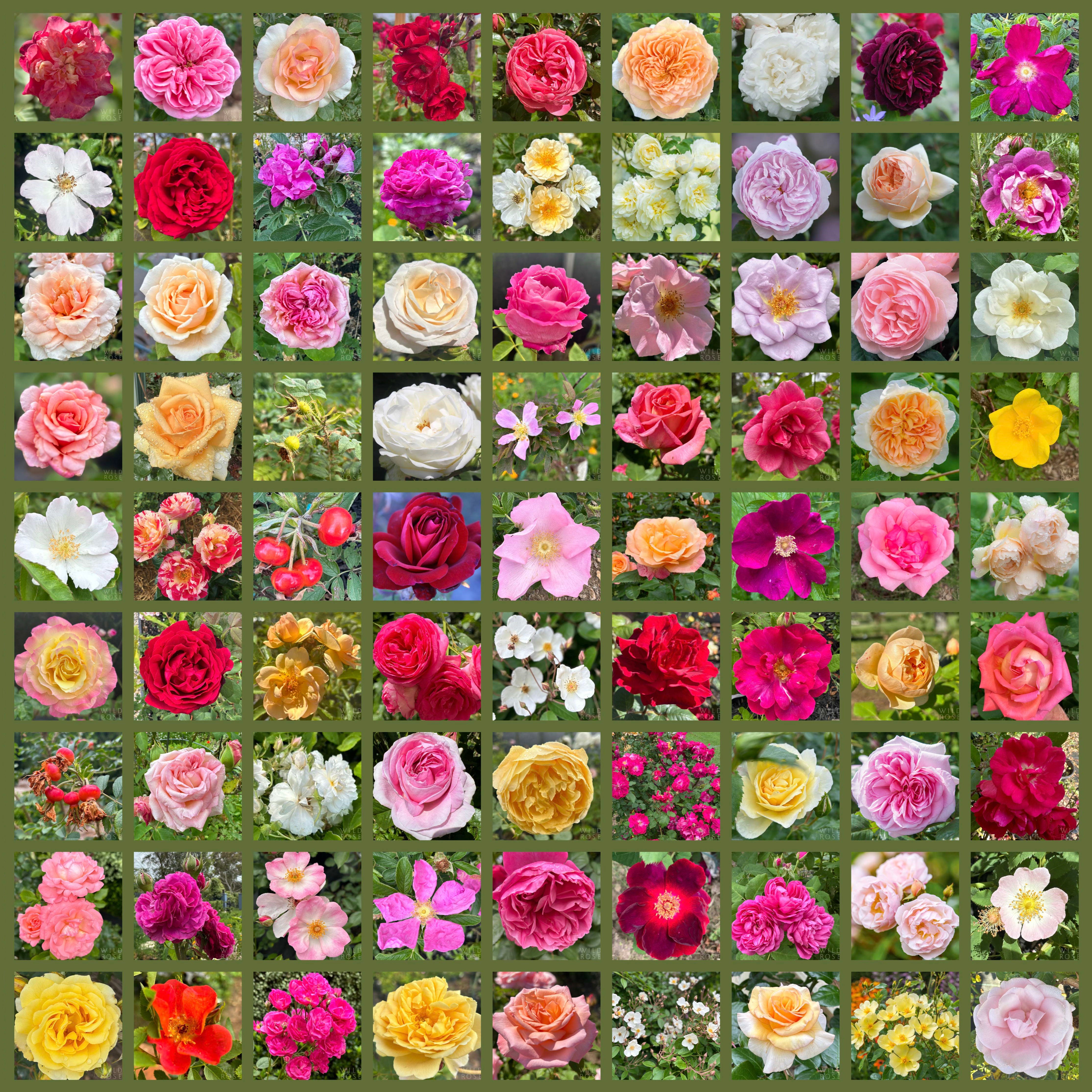 ALL ROSES – Wild Rose Nursery