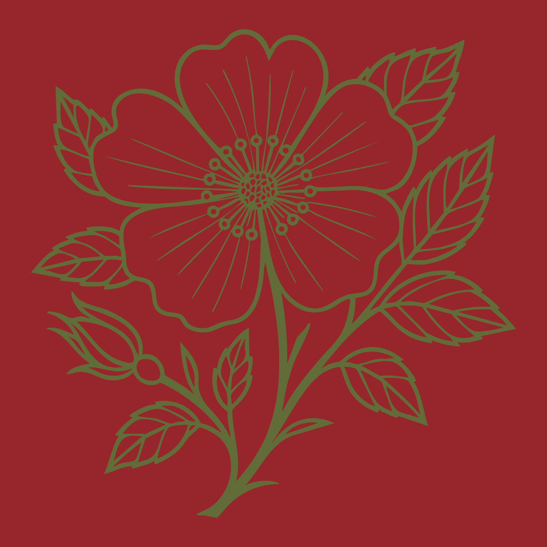 Wild Rose Nursery | Rare & Specialty Roses