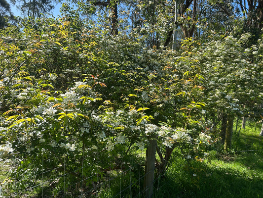 R. banksiae normalis