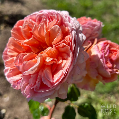 Abraham Darby close up of orange, pink, apricot full bloom