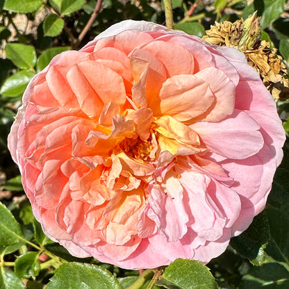 Abraham Darby close up of orange, pink, apricot, yellow full bloom