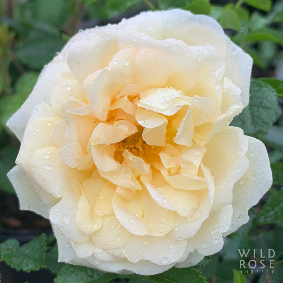 ALL ROSES – Wild Rose Nursery