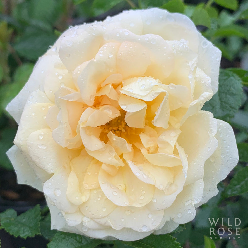 Agnes – Wild Rose Nursery