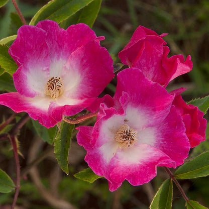 Close-up of three pink flowers with green leaves on a blurred natural background
