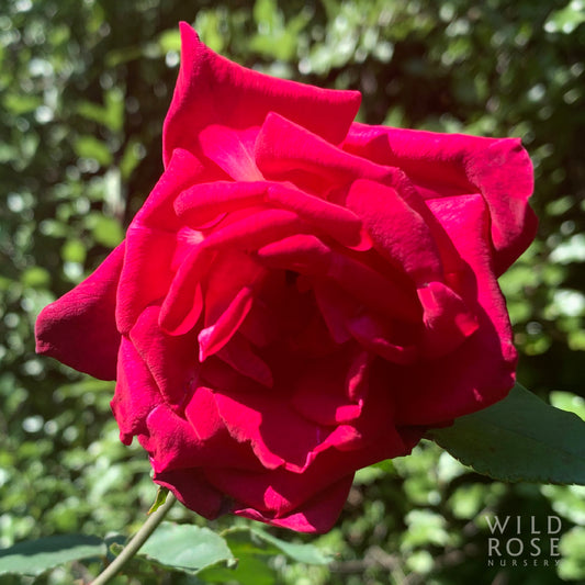 Camnethan Cherry Red