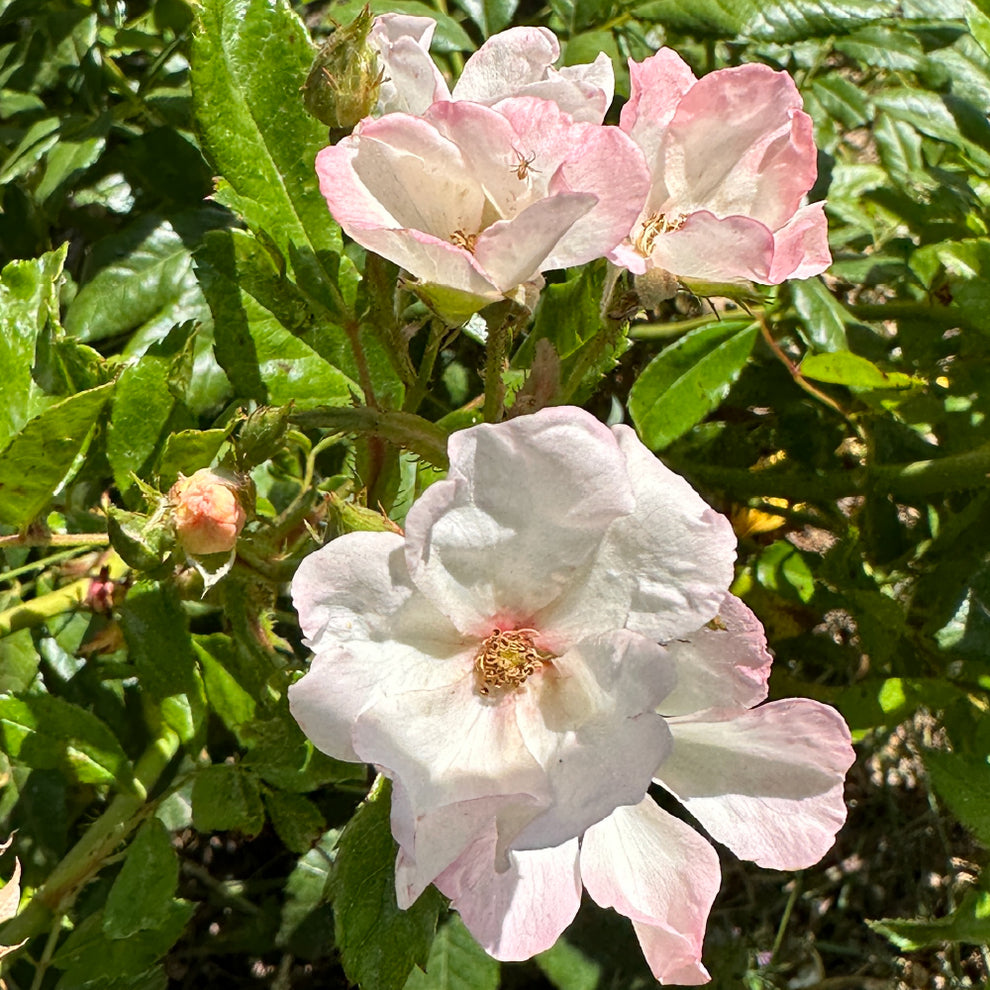 Ah Caramba Roses Carabella – Wild Rose Nursery