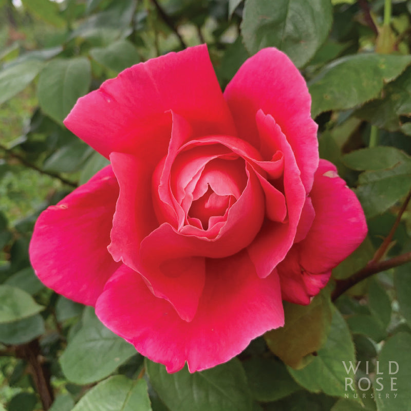 Charlotte Armstrong – Wild Rose Nursery