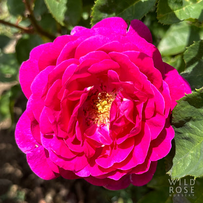 Close-up of a vibrant pink rose with green leaves in the background