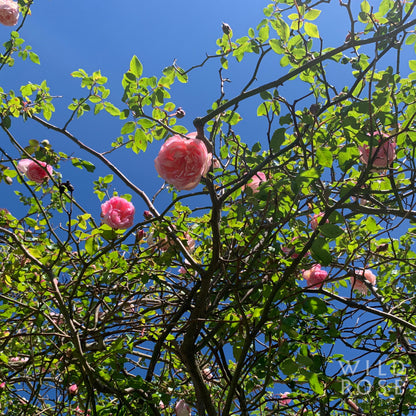 Duchesse de Brabant, Climbing