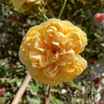 Yellow rose flower with a blurred garden background