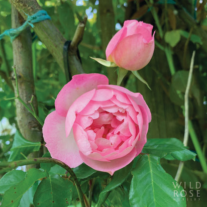 Duchesse de Brabant, Climbing