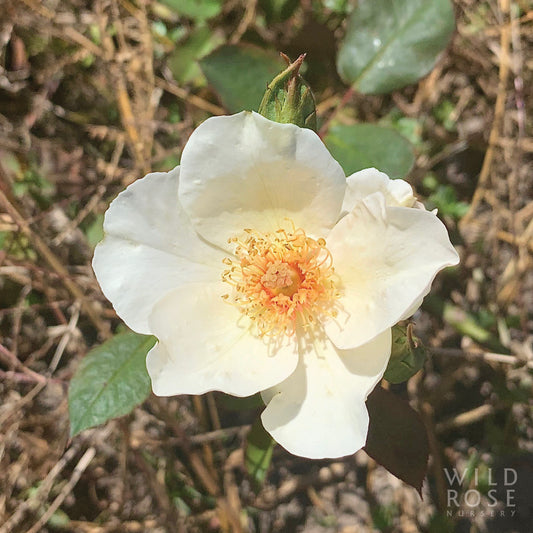 White flower with a yellow center on a natural background