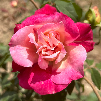 Close-up of a pink rose with green leaves in the background