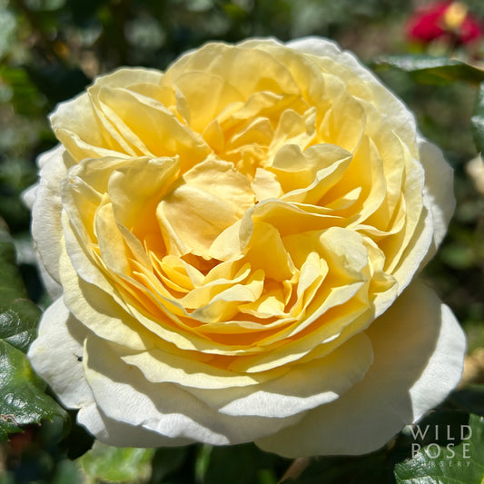 Gold Pierre de Ronsard