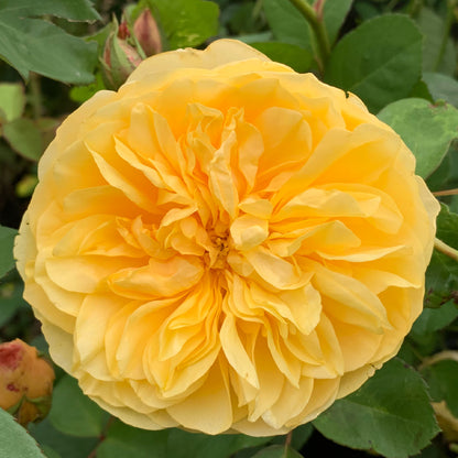 Graham Thomas David Austin rose close up of yellow apricot bloom