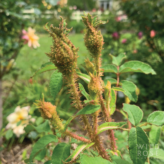 Henri Martin AKA Red Moss