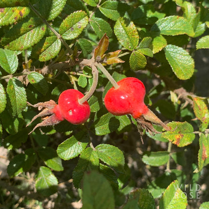 two red rose hips